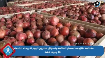 «فاكهة طازجة» أسعار الفاكهة بأسواق مطروح اليوم الأربعاء الشمام بـ 20 جنيها فقط